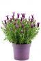 Lavandula stoechas anouk p19