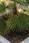 Trachycarpus wagnerianus Frosty