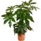 Fatsia japonica