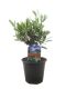 Olea europaea shrub p14 1