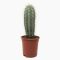 Pachycereus pringlei p17