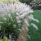 Pennisetum alopecuroides hameln k-min