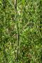 Phyllostachys bissetii plante de jardin