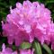 Rhododendon roseum elegans cu k-min