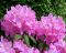 Rhododendon roseum elegans k-min