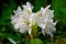 Rhododendron cunninghams white1 k-min