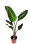 Strelitzia nicolai
