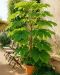 Tetrapanax 1-min