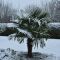 Trachycarpus fortunei sneeuw k-min