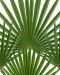 Trachycarpus fortunei stam 60-80 p40 - 2