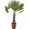 Trachycarpus fortunei trunk 60 en trunk 70 40cm large  wit k