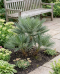 Trithrinax campestris