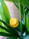 Pokon Palm Fertilizer - 250 ml